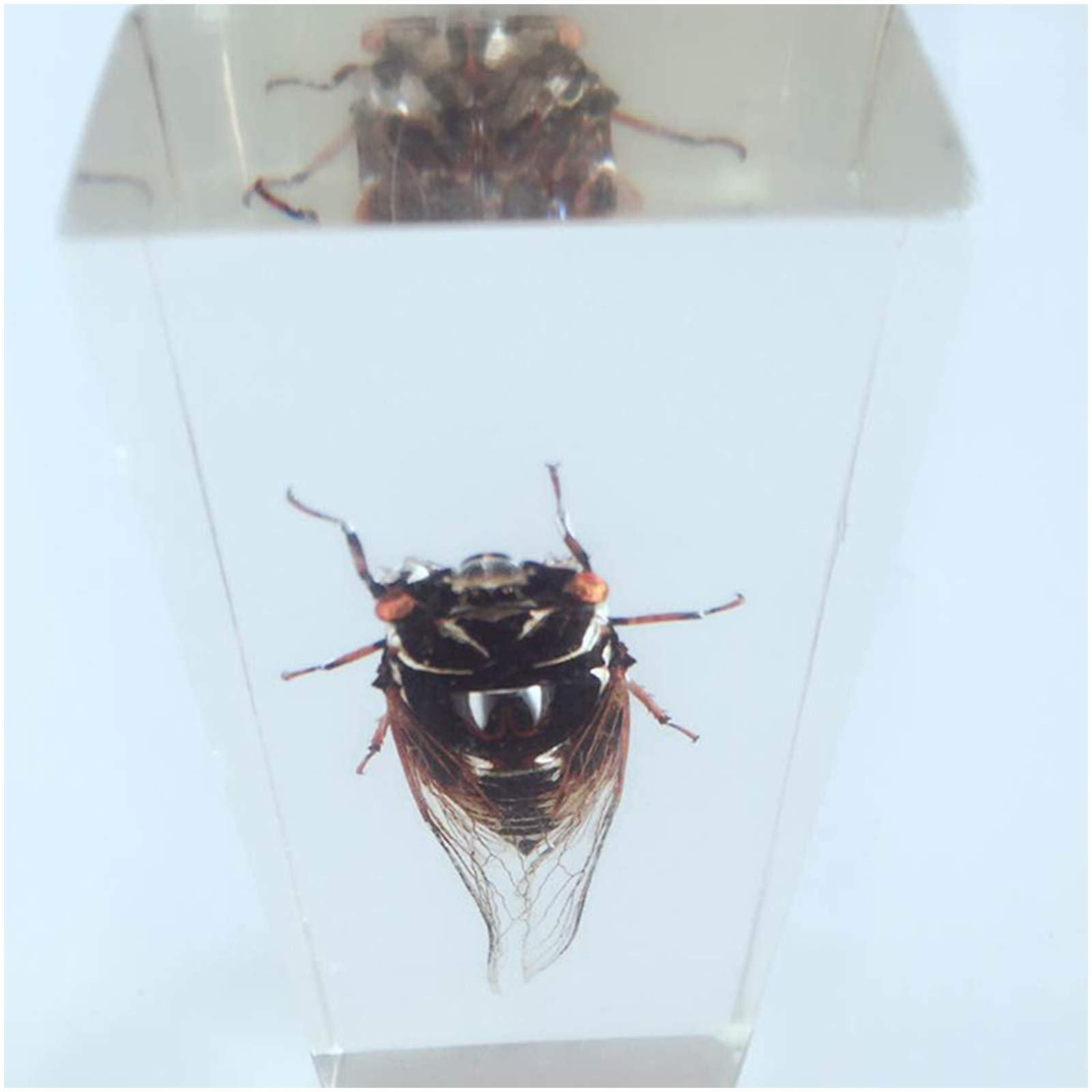 Amazon.co.jp: 昆虫埋め込み標本 本物のセミ標本モデル 本物の生き物